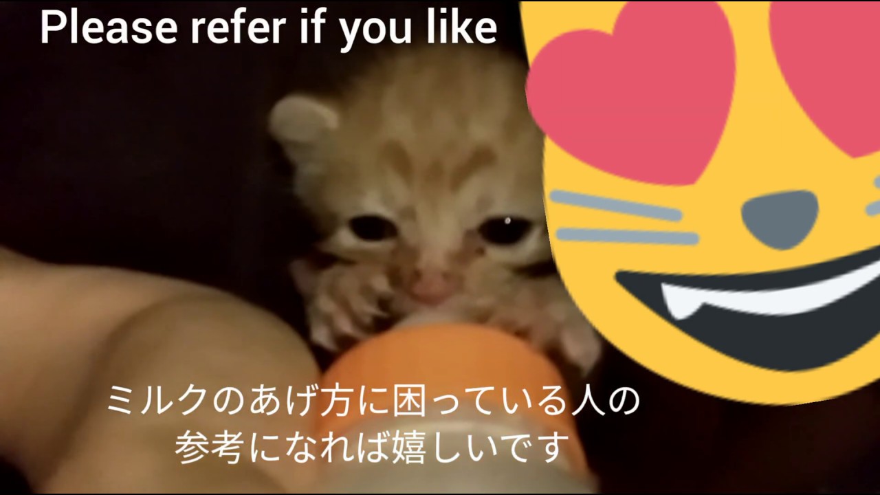 子猫 ミルクの飲ませ方 Youtube 子猫 ミルクの飲ませ方 Youtube