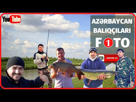 Video: Barbel (balıq). Barbel: foto və təsvir