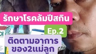 รักษาโรคลัมปีสกิน Ep.2