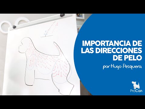 DIRECCIONES DEL PELO