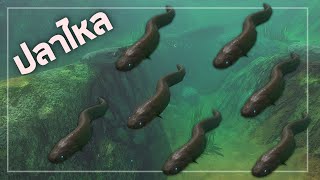 ปลาไหลไฟฟ้า  - Feed and grow fish  [อย่ากินช้านนนน ] screenshot 2