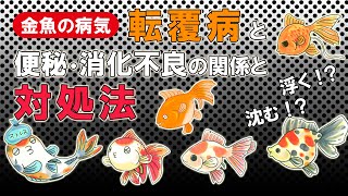 金魚が浮く 沈む 転覆病と便秘 消化不良の関係と対処法とは 東京アクアガーデン