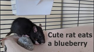 Cute rat eats a blueberry