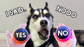 Dog Tries Talking Buttons Again! (HUSKY MELTDOWN)
