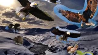 Eagle Life by:Zehra.k