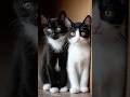 White & Black Cat – Relaxing Short Ver 🐱🔔❤️🎵 | Lo-fi Bossa & Chill Pop