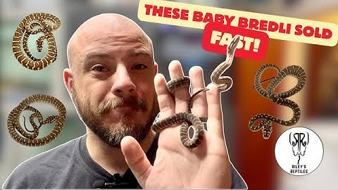 Baby Bredli Pythons Sell Out FAST After Launch!