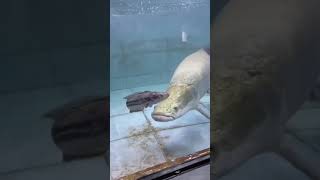 Toman Di Makan Sama Arapaima