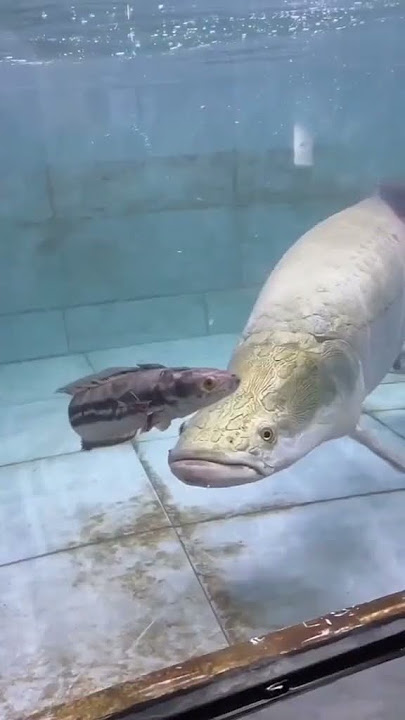 Toman di makan sama Arapaima