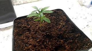 Growing With A Led Shop Lamp From Walmart
