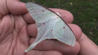 RARITY! Mini-Moon Moth - Actias neidhoeferi from Taiwan