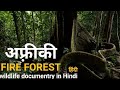 The forest of fire     africa wildlife documentry in hindi