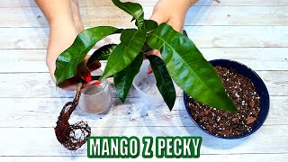 Jak vypěstovat mango z pecky. Pokojovky z pecky