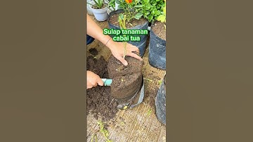 Tanaman cabai tua jadi muda dan berbuah lagi