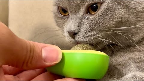 When cats eat 🐈‍⬛🐈 catnip candy 🍭 + their reaction which is truly amazing to watch😻
