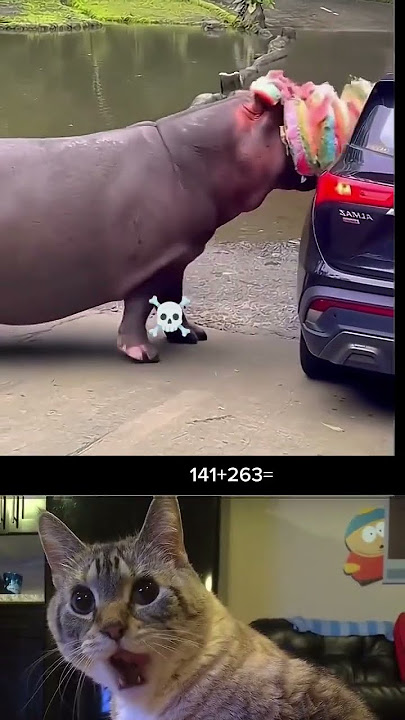 wtf #manifestedit#cat#meme