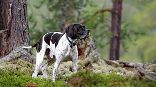 The German Shorthaired Pointer Comparing the American and European Lines