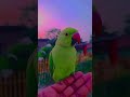 Billi kaise bolti h #anuandsuji #comedy #greenparrot #funny #parrot #parrottalking