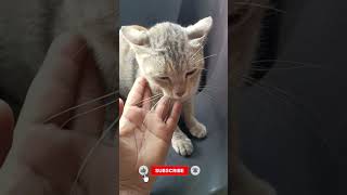#mumbai #catshorts #viral #cat #vlog