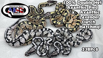 Axanthic Lavender x 100% Double Het Axanthic Pied Clutch is Hatching!! 23BPc6 AME v37