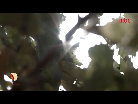 تراتيل العزلة للسعودي محمد إبراهيم يعقوب لجنة التحكيم تبشره بمفاجأة فما هي