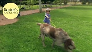 Burke's Backyard, Italian Spinone Road Test