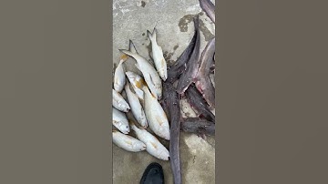 Câu cá điện gió hòa bình bạc Liêu, thành quả ngày thứ 2 #fishing #caucathugian