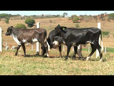 LOTE 52 • 5º LEILÃO GIROLANDO FAZENDA DIAMANTE • 692  854  812
