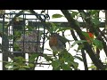 Robin eating from suet block / Rotkehlchen frisst vom Fettblock