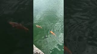 Carpes du lac de fontaine Bleau #france #travel #nature #château