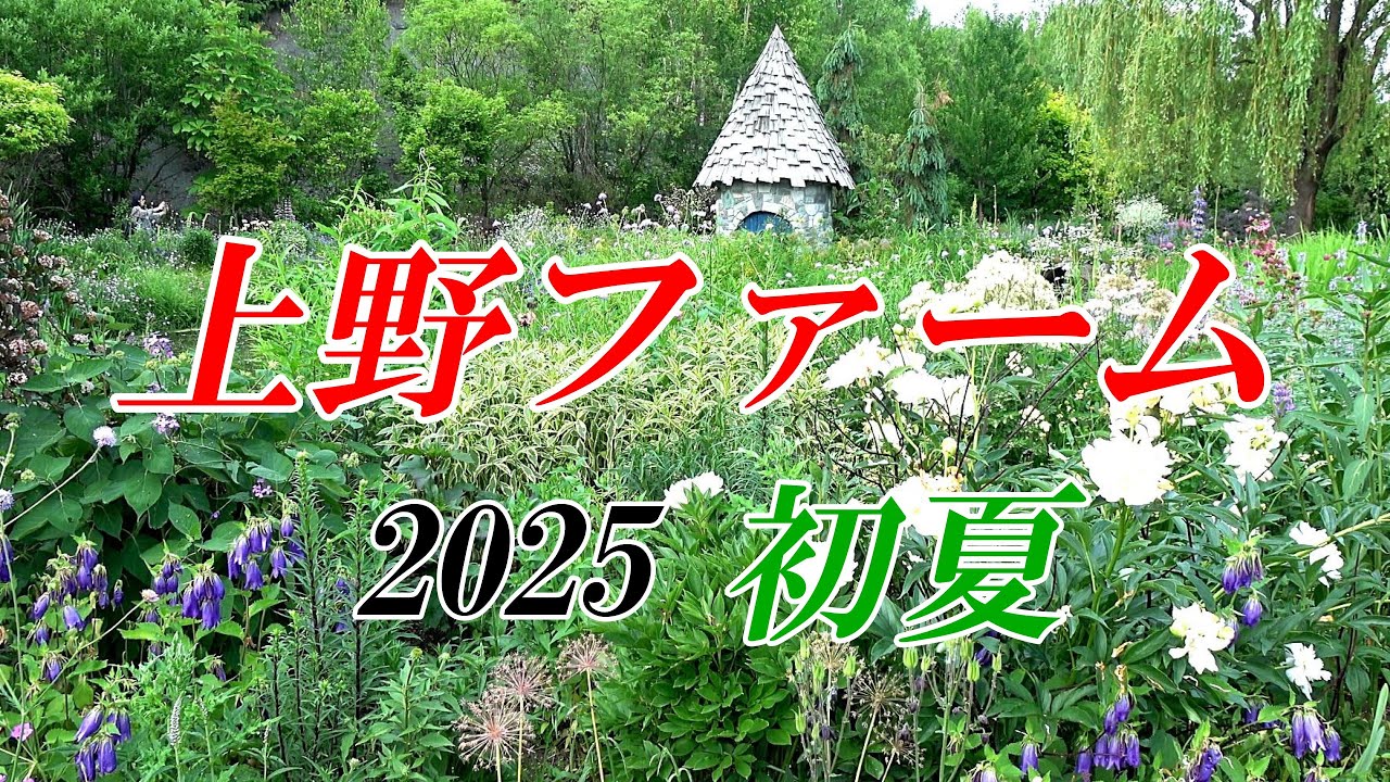 上野ファーム２０２５初夏　【北海道 旭川】４Ｋ