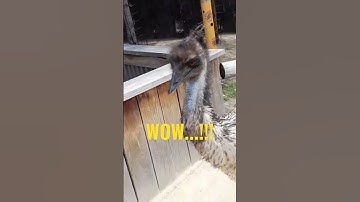 Can I Keep This EMU? #emus #flightlessbird #viral