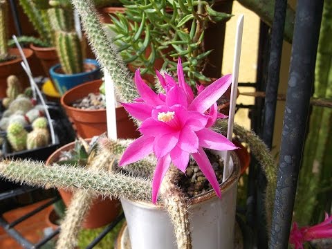 My Aporocactus flagelliformis Cactus 'Rats tail cactus' from buds to