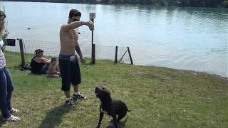 American Staffordshire Terrier Ira