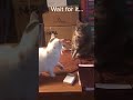 Best funny cats cat loverjokesjunction