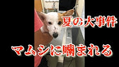 マムシに噛まれた柴犬ラッキー The Name Of A Dog Bitten By A Poisonous Snake Is Lucky Youtube マムシに噛まれた柴犬ラッキー The Name Of A Dog Bitten By A Poisonous Snake Is Lucky Youtube
