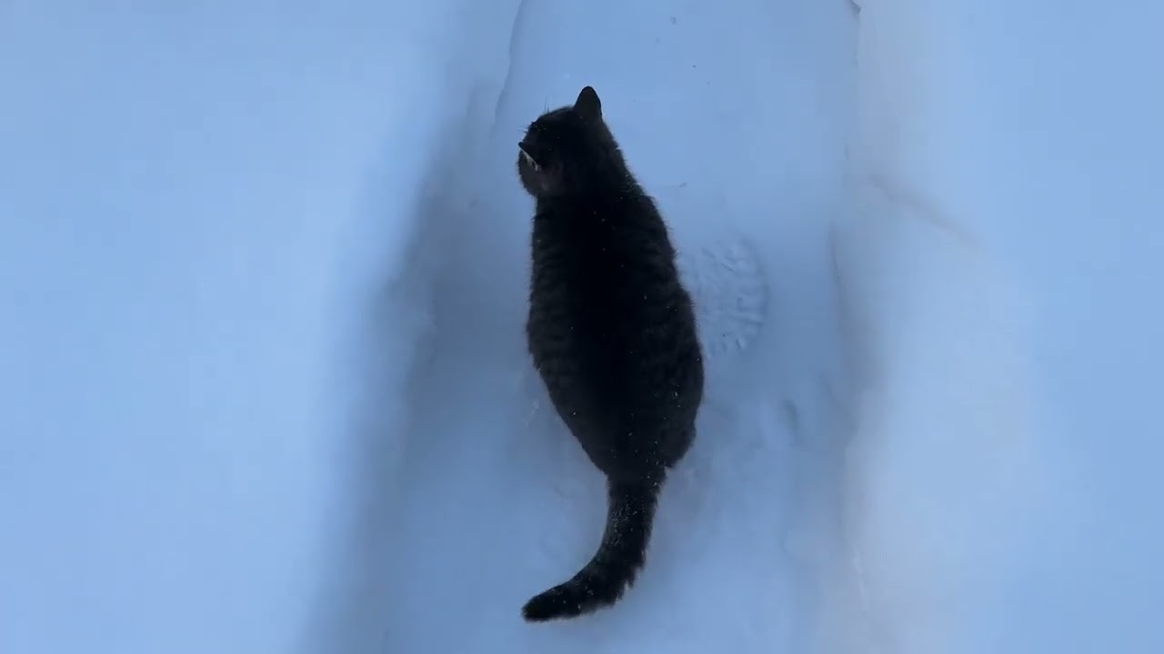 С кошкой Мышкой на прогулке