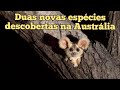 PLANADOR MAIOR. UM ANIMAL RARO DA AUSTRÁLIA.