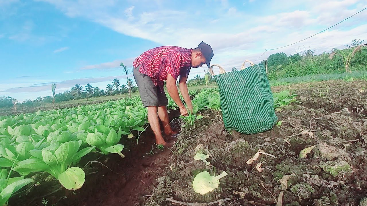 BU UMI PAGI PAGI DAPAT PESANAN SAYUR