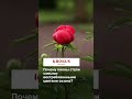 Почему пионы стали самыми востребованными цветами сезона?