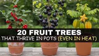 20 Best Fruit Trees That THRIVE in Pots & Tiny Spaces – Even in Hot Climates! 20 Incredible Fruit Trees That Thrive In Small Pots