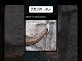 これは予想できないやw #shorts #おもしろ #自然 #植物 #すごい