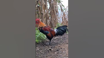 gà rừng số 1 đỉnh cao.qaib qus tug 1 khav theeb tiag tiag