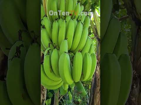 چرا موز خم شده رو به بالا