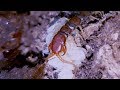 Mother centipede protecting her babies. 4K UHD Video.