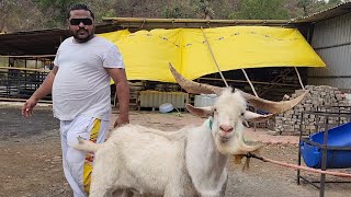 Rehman Mistry Ka Andul Tashan | Jungle Ke Sabse Mehnge Bakre At ARM Goat Farm.