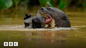 Watch giant river otters learn to fish | BBC Global