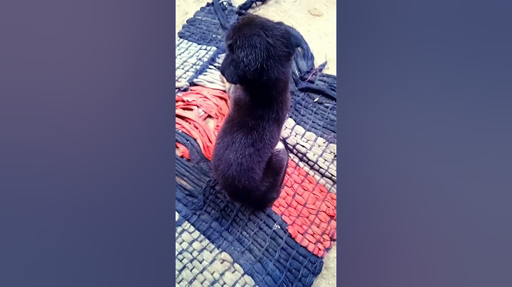 A dog is shocked by his dream😲#dogshorts#youtubeshorts