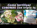 COMO FERTILIZAR con TRIPLE 15 - CORONAS de CRISTO / Lliliana Muñoz