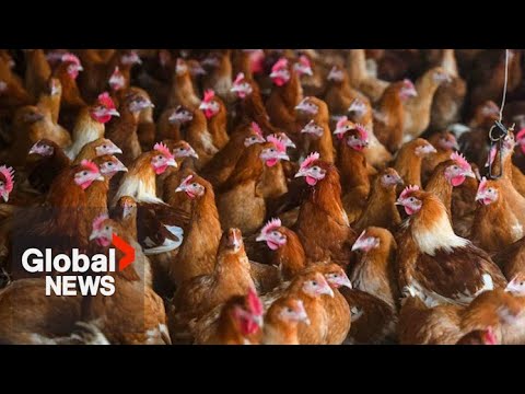 Avian flu outbreak taking heavy toll on bc farmers